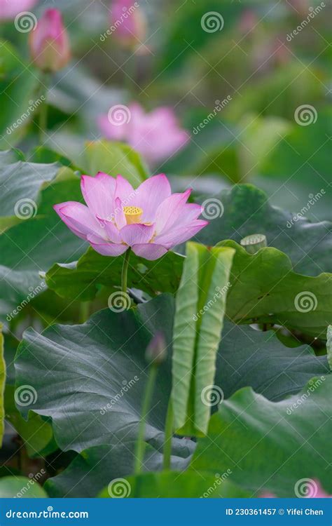 Hay Muchas Flores Rosas De Loto En El Estanque De Lotos Imagen De