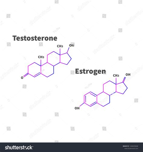 Estrogen Testosterone Formula Isolated On White Stock Vector Royalty