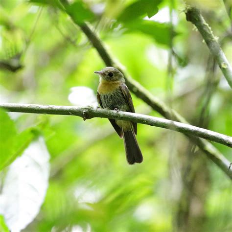 Foto assanhadinho Myiobius barbatus Por José Dionísio Bertuzzo Wiki