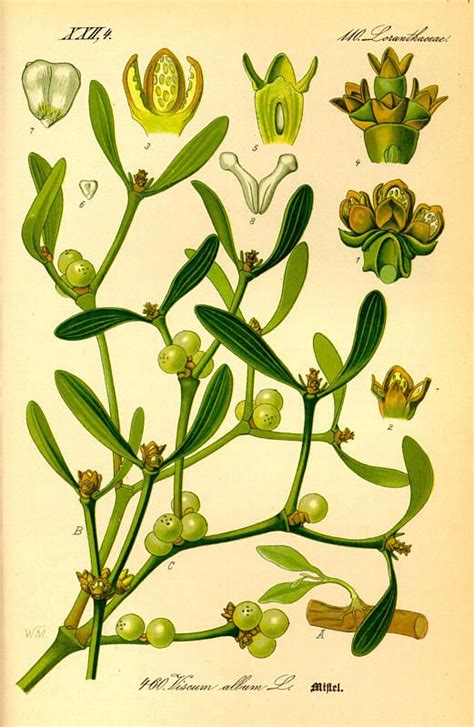 Viscum Album Mistletoe Vischio Illustration Botanique Plant