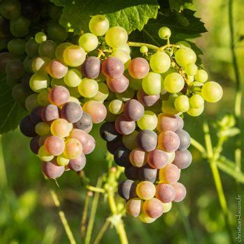 La V Raison Au C Ur Du Vignoble Des Coteaux Du Quercy Christian