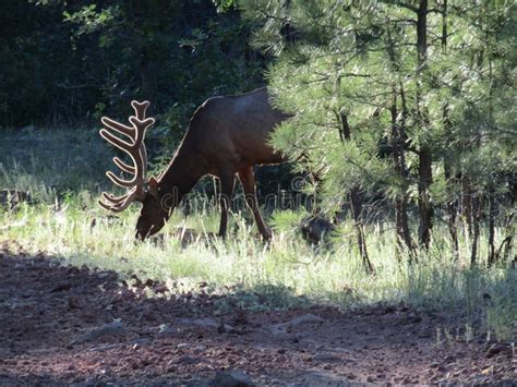 Bull Elk with Velvet Antlers Grazing Stock Photo - Image of grazing ...