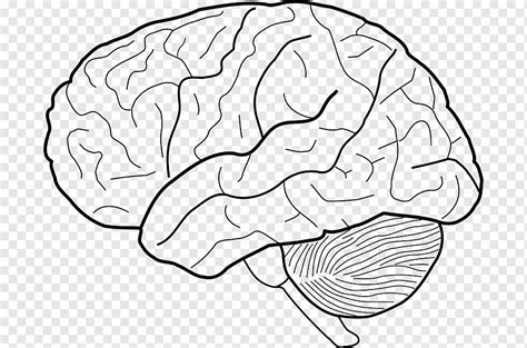 Human Brain Sketch Diagram