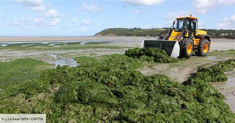 Algues vertes le fléau de la Bretagne est de retour