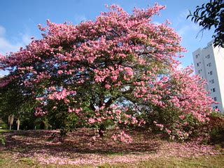 Paineira Rosa Barriguda Cotton Silk Tree Ceiba Specio Flickr