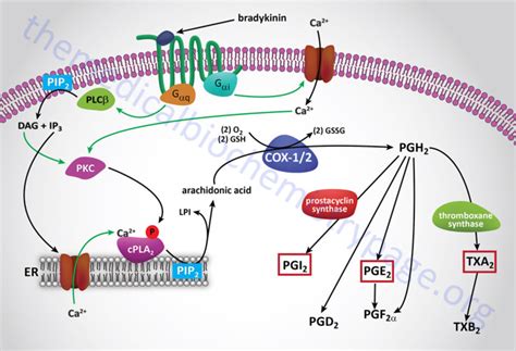 Arachidonic Acid Cox Pathway