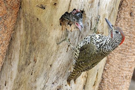 Knysna Woodpecker Holmen Birding Safaris