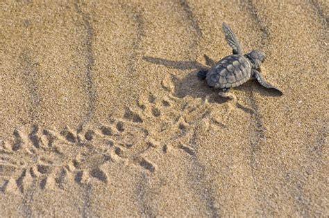 Nate Tartarughe Caretta Caretta Sull Isola Di Ischia