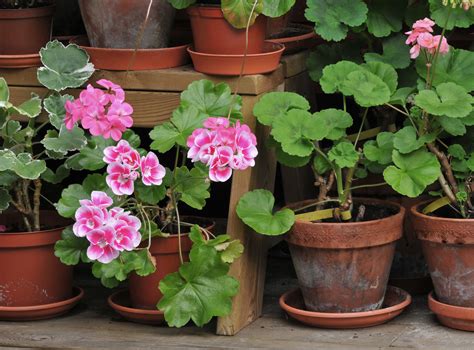 Growing Zonal Geraniums Pelargonium X Hortorum