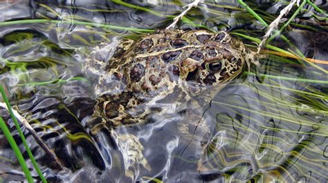 Wyoming Toad Conservation - CMZoo