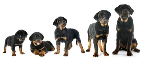 Male Rottweiler Weight Chart