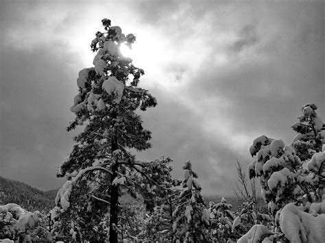 Free Images Tree Branch Snow Winter Cloud Black And White Sky