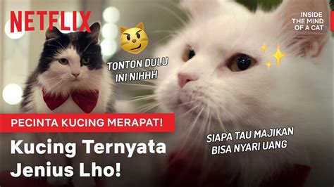 Jangan Bilang Suka Kucing Kalo Belom Nonton Ini Inside The Mind Of A