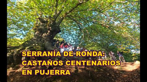 Bosque De Cobre En Pujerra Youtube