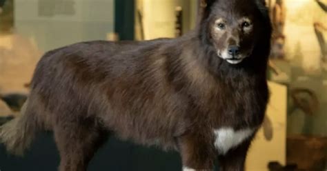 Cent ans après l exploit du célèbre chien américain Balto expliqué par