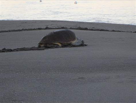 Una Tartaruga Caretta Caretta Avvistata In Spiaggia A Capalbio