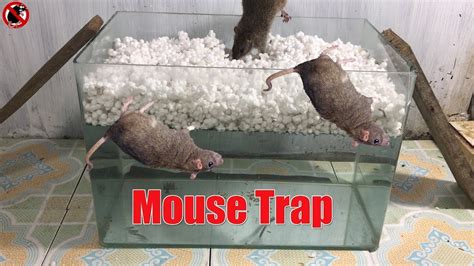 Water Bottle Mouse Trap Best Idea Trap Easy Saving Rat How To Make A