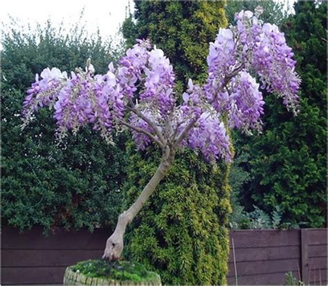 How To Grow Wisteria In A Pot Wisteria Bonsai Chinese