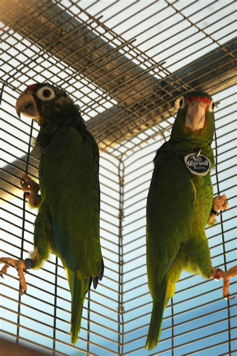 DVIDS - Images - Preserving the Puerto Rican parrot [Image 1 of 3]