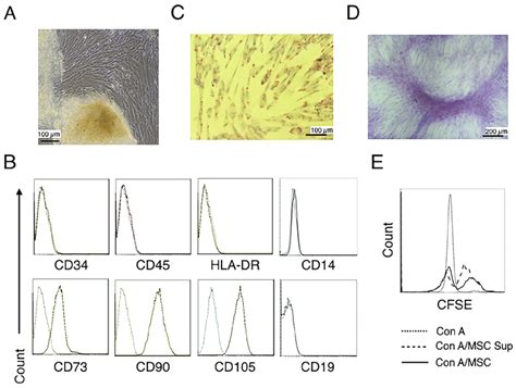 Characterization Of Huc Mscs A Morphological Observations Of Download Scientific Diagram