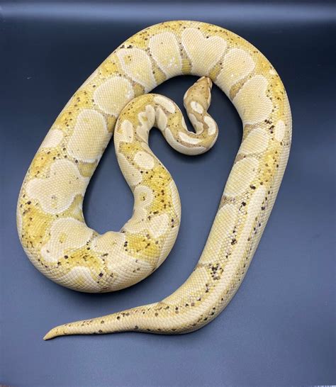 Banana Ball Python By Hartman Reptiles Morphmarket