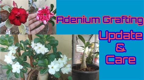 Adenium Grafting Update And Care Adenium Care Terracegardenwithadenium2098 Youtube