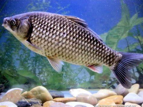 Carassius gibelio Carassin argenté Prusse Gibèle