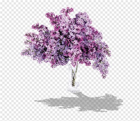 Lilac Lavender Parterre Purple Violet Branch Png PNGWing