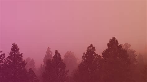 Misty Forest Sunrise | Motion Video Background