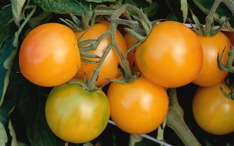 Secrets Plump Toms Getty 885 Growing Organic Tomatoes Tomato