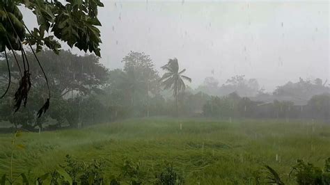 Hard Rain On Rice Field In Thailand Stock Footage Sbv 332373349