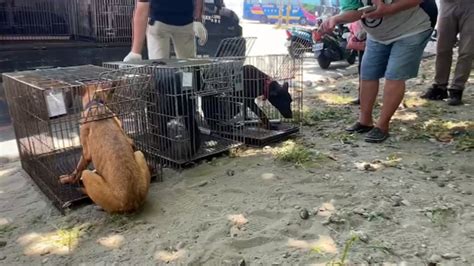 台南首創浪犬掛鐵管矯正追人車 民眾看法兩極 ｜ 公視新聞網 Pnn