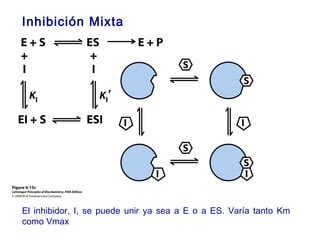 Clase 6 Cinetica Enzimas PPT