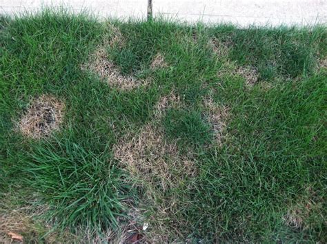 Summer Time And The Livin’ Ain’t Easy — Plant And Pest Advisory