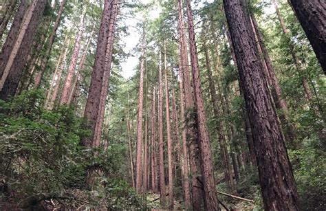 10 Best hikes and trails in Reinhardt Redwood Regional Park | AllTrails