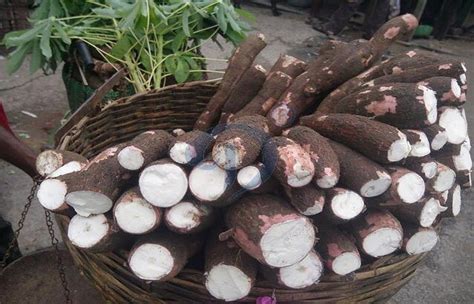 How To Process Cassava To Garri Faq