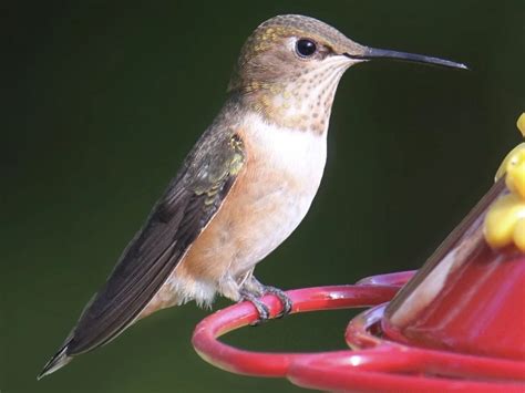 4 Types Of Hummingbirds Found In Connecticut Ruby Throated Rufous