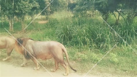 Ridiyagama Safari Park Sri Lanka🇱🇰🇱🇰 Youtube