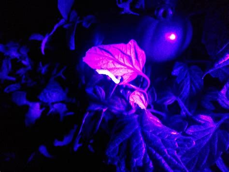 Plants Critter Black Light