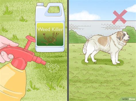 How to Treat My Dog's Red Paws: 7 Causes & Their Remedies