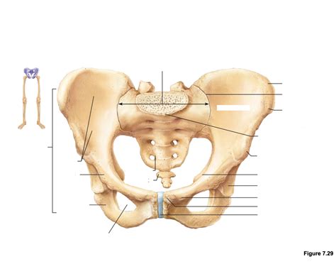 Pelvic Bone Diagram Quiz