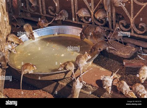 Rat temple india Fotos und Bildmaterial in hoher Auflösung Alamy