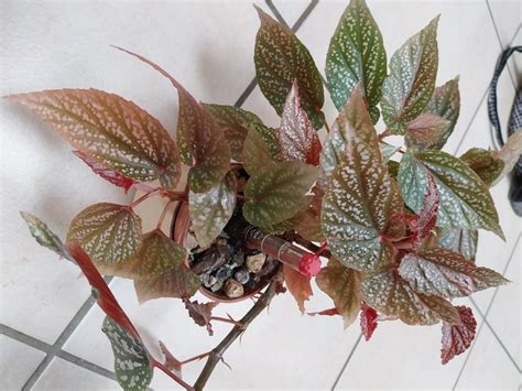 Begonia Benigo Pink Pflanze Begonie Kaufen Auf Ricardo