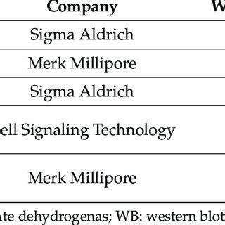 List of antibodies for Western blotting. | Download Scientific Diagram