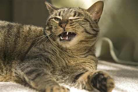 Collection Of Fluid In The Lungs In Cats Symptoms Causes Diagnosis