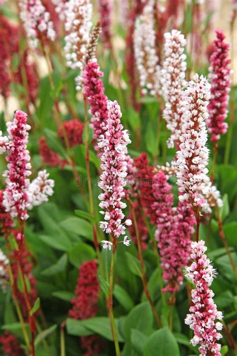 Persicaria Affinis In Bloom In Summer Stock Photo Image Of Maturity