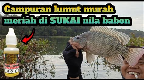 Umpan Jitu Untuk Mancing Ikan Nila Campuran Lumut Youtube