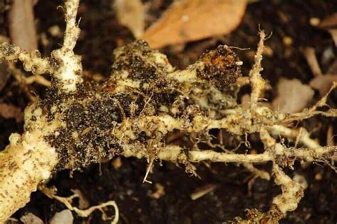 Nematodes In Soil Are Beneficial Or Harmful