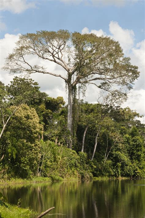 Kapok Tree In Rainforest