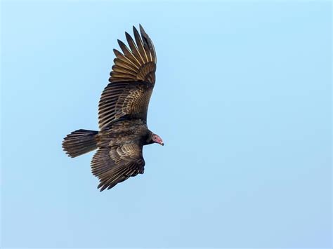 Turkey Vulture Migration: A Complete Guide | Birdfact